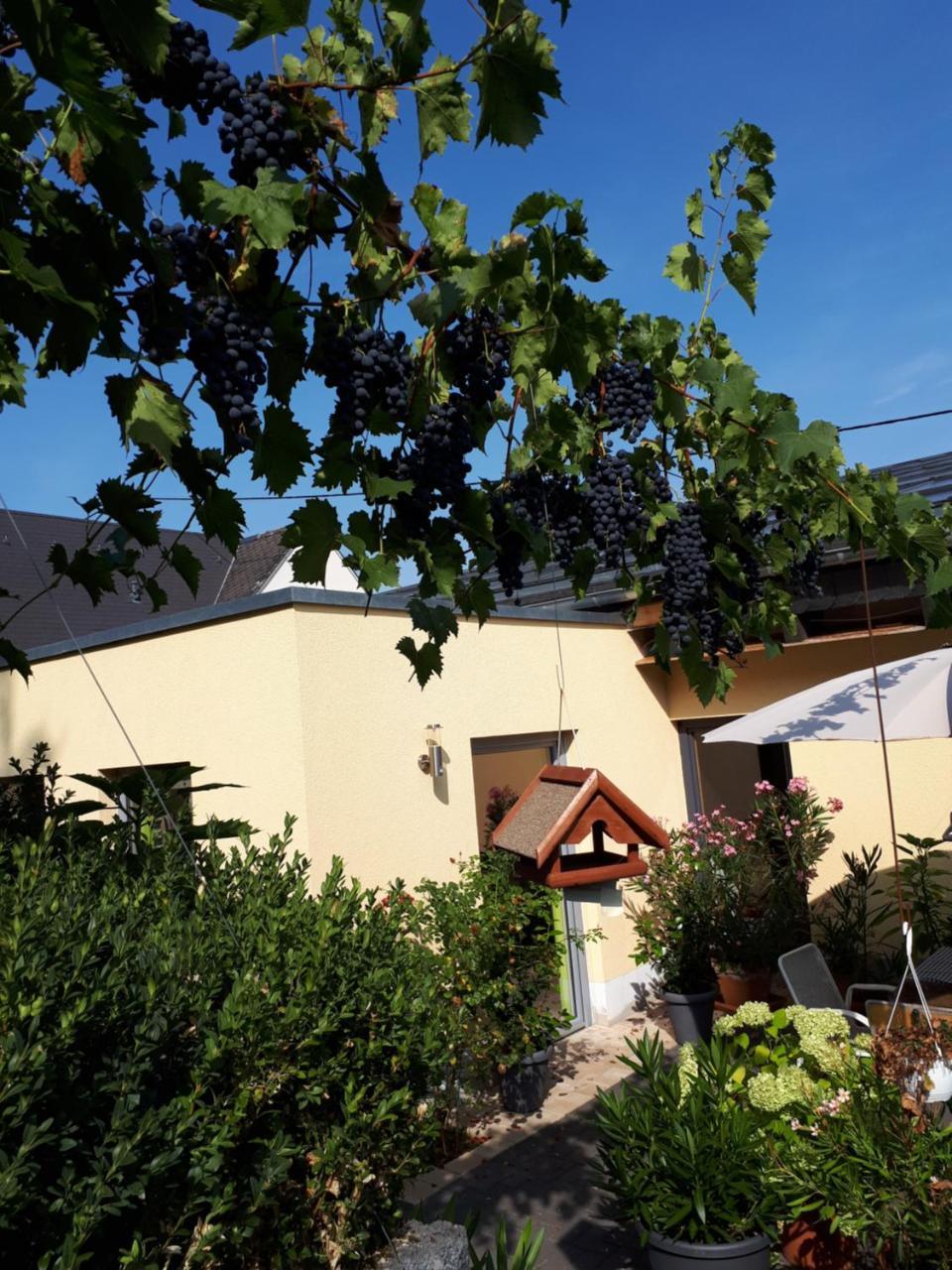 Gaestehaus Jufferpanorama Brauneberg Exteriör bild
