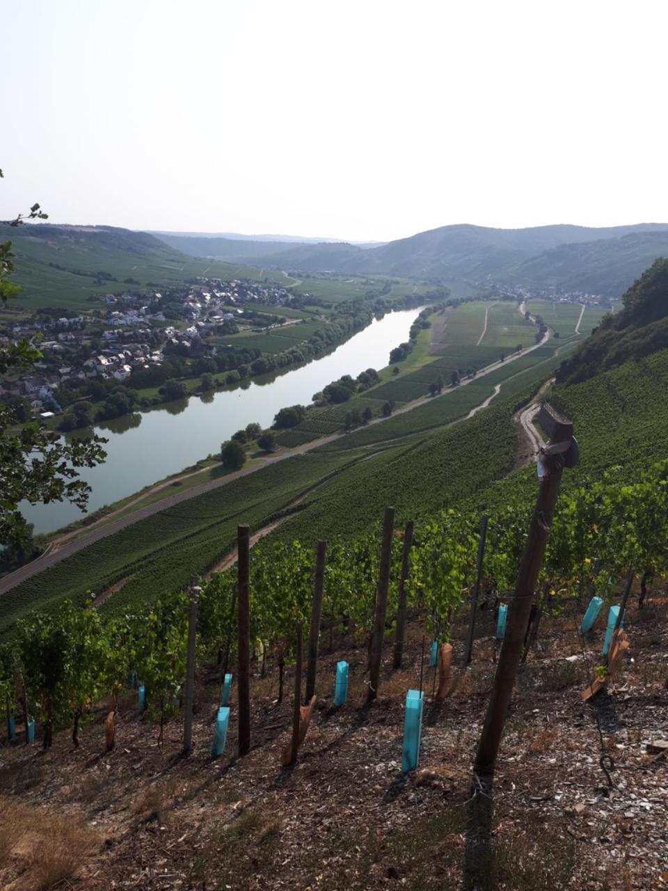 Gaestehaus Jufferpanorama Brauneberg Exteriör bild